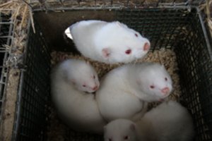 Latvija uždraudė kailinių žvėrelių fermas