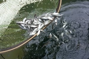 Šventosios upė papildyta į Lietuvos raudonąją knygą įtrauktomis žuvimis