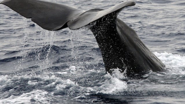 Gamtosaugininkai griebiasi už galvų: Australijoje nugaišo beveik 200 banginių