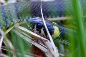 Gamtininkai prašo vairuotojų būti atidiems: į kelius šliaužia žalčiai