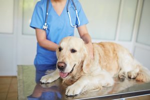 Šunidžių kosulys: veterinarai perspėja, kad prasideda šios ligos sezonas bei pataria, kaip apsaugoti augintinį