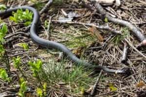 Vairuotojai, būkite atsargūs: į kelius šliaužia žalčiai