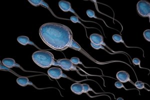Atskleidė iki šiol nežinotą spermatozoidų savybę: jų elgesys panašus į dviratininkų lenktynėse