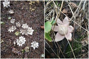 Grybautojus nustebino neįprastos formos grybai: gamtininkas atsakė, ar juos verta rinkti 