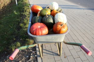 Kretingoje – rudens derliaus ir moliūgo šventė