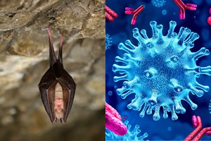 Rusijoje gyvenančiuose šiksnosparniuose aptiko naują koronavirusą: įspėja dėl pavojaus žmonėms