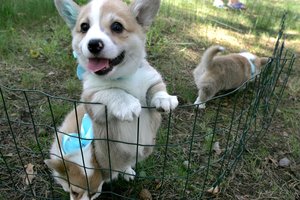 Po karalienės Elžbietos II mirties korgių kainos šovė į rekordines aukštumas