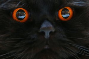 Ypač gera kačių rega patamsyje stebina, tačiau šokiruoja kaina, kurią šie gyvūnai priversti už tai sumokėti