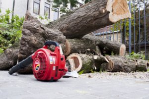 Vilniaus miesto savivaldybė primena, kurių medžių kirtimui reikia leidimo: padės išvengti baudų