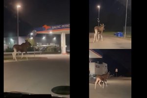 Kauno degalinėje užfiksavo netikėtą svečią