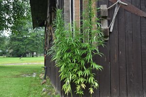 Vyriausybė pritarė siūlymui Lietuvos pluoštinių kanapių augintojams atverti daugiau galimybių