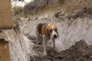 Patronas turi naują konkurentą: biglis Laurie nors ir vagia kojines, tačiau perspėja apie raketas