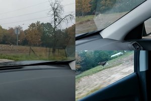 Laukinis svečias į Kauną užsuko ne pirmą kartą: įspėja vairuotojus