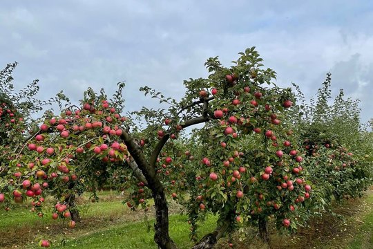 Jaunasis sodininkas K. Sirtautas: „Mūsų sode auga tik aukštos kokybės obuoliai“