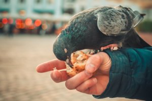 Kodėl varnos suka ratus kiemuose, o šernai Nidoje ėda iš rankos?