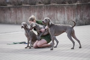 11 idėjų kaip švęsti gyvūnų dieną kartu su augintiniu ir prasmingai: tai proga padaryti kažką gero ir kitiems