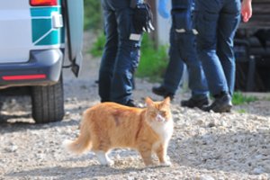 Klaipėdietis išgelbėjo katino gyvybę, tačiau turės didelių nemalonumų: po smūgio jo mašina paskendo liepsnose