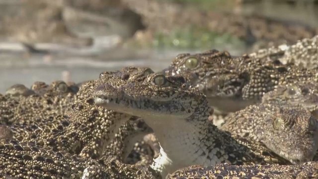 Pamatykite: Kubos mokslininkai išgelbėjo rečiausio pasaulyje krokodilo jauniklį