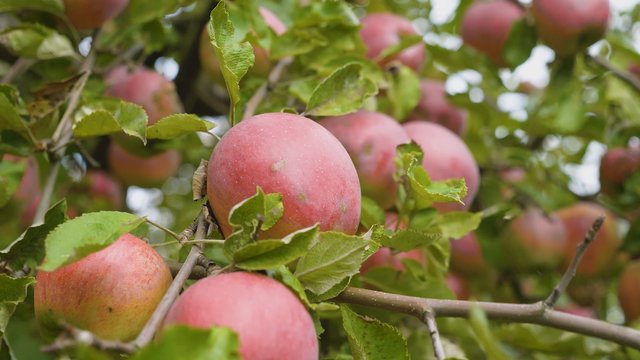 Lietuviškų vaisių mėgėjams – išskirtinės kokybės obuoliai 