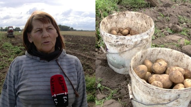Ūkininkai sunerimę: bulviakasis vėluoja, derliaus mažai, o produktai brangsta