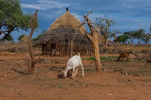 Netikėta: žmonės gyvulius laikė dar prieš pradėdami auginti javus
