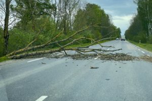 Lietuvoje siautėjantis vėjas vertė iš koto medžius beveik visoje šalyje