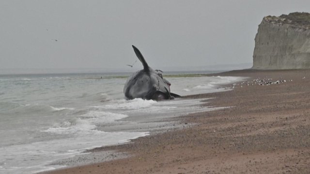 Argentinoje rasta mažiausiai 13 negyvų banginių – nugaišimo priežastys vis dar nenustatytos