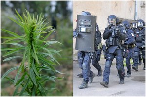 Slapta policijos operacija Rokiškio rajone: per kratas rasta kvaišalų ir kanapių auginimo laboratorija