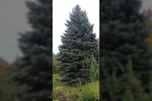 Miestų Kalėdų eglių kainas išgirdęs suvalkietis pateikė savo pasiūlymą: idėja žaibiškai plinta internete 