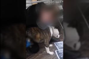 Savo iškrypimą su šunimi nufilmavęs vyras atsipirko juokinga bauda, Vilniaus policija gyvūną paliko gyventi su juo