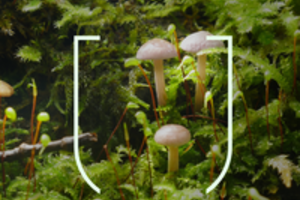 Lietuvos miškuose aptiko itin retą grybą: pasaulyje suskaičiuojama vos 400 jo radimo vietų