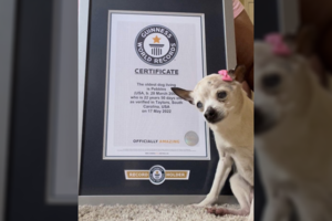 Nugaišo seniausias pasaulio šuo