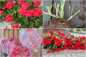 Vilnietė pasidalijo patirtimi: šitaip žiemai „užkonservuotos“ pelargonijos kitąmet bujos