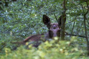 Per automobilio susidūrimą su briedžiu Varėnos r. nukentėjo vyras ir 2-metis vaikas