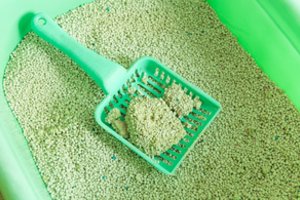 Brazilijos policija sulaikė toną kokaino, paslėptą kačių kraike