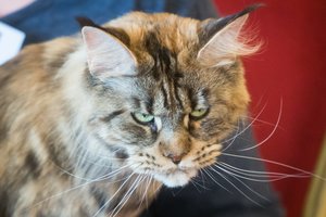 Ką apie mus galvoja katės? Tai jus gali nustebinti