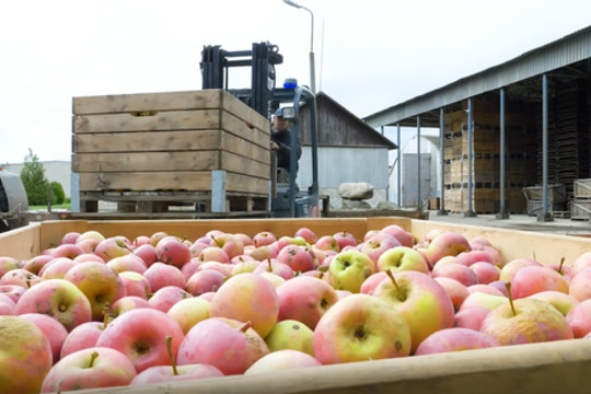 Aukštos kokybės obuoliai iš didžiausio Dzūkijos sodo