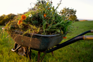 Kaip tinkamai tvarkyti žaliąsias atliekas rudenį?