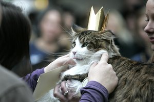 Kaip išsirinkti jums tinkančią katę? 7 veislės ir kokie žmonės turėtų jas auginti