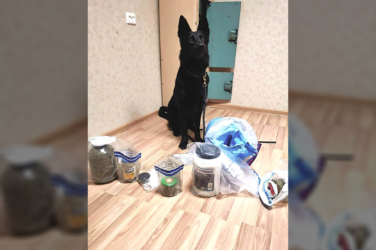 Kanapių plantacijos savininko atsargas susekęs pareigūnų šuo buvo apdovanotas skanėstais