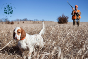 Tikrinant, kaip medžioklei rengiami šunys, nustatyti žiauraus elgesio atvejai: barsuką būtų panaudoję lauko bandymams