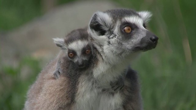 Išskirtinis įvykis zoologijos sode: keturios nykstančių lemūrų patelės pagimdė dvynukus