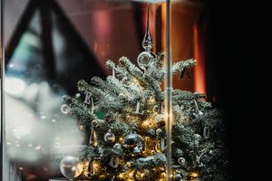 Klaipėda ieško Kalėdų eglutės: kviečia siūlyti savas žaliaskares