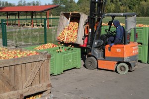 Trūkstant darbuotojų, obuolius soduose skina iraniečiai ir afrikiečiai: vyrams atsibodo nieko neveikti