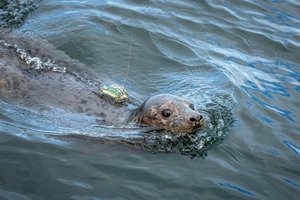 Siųstuvai jau rodo, kur nuplaukė aštuoni Iš Lietuvos jūrų muziejaus paleisti ruoniukai