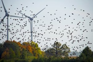 „Litgrid“ siūlo supaprastinti reikalavimus vėjo elektrinių vystytojams: štai kas keistųsi