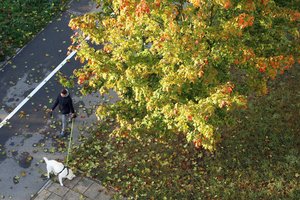 Paaiškino, kodėl klevų lapus nusėjo juodos dėmės: pastebimas ligos atvejų gausėjimas
