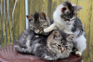 Panevėžio rajone vyras užkasė 4 gyvus kačiukus: gelbėtojams juos iškasus, išgyveno ne visi