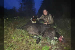 Biržų rajone sumedžiotas milžiniškas šernas: žvėris svėrė beveik 300 kg