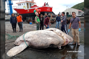 Rasta didžiausia kada nors žmogui matyta kaulinė žuvis: svėrė beveik 3 tonas